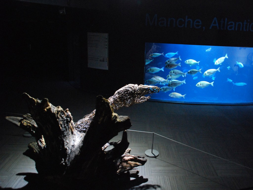 Sabatté à l'Aquarium de Paris